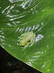 Nymphargus grandisonae