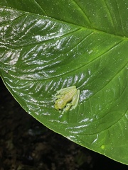 Nymphargus grandisonae