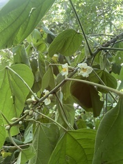 Hampea mexicana