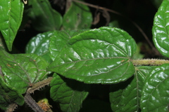 Calea bucaramangensis