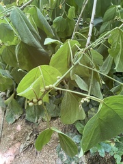 Hampea mexicana