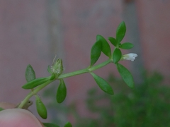 Dentella repens