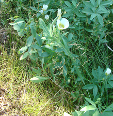 Calochortus gunnisonii