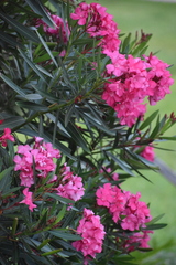 Nerium oleander