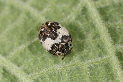 Anthrenus isabellinus