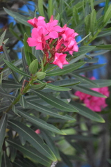 Nerium oleander