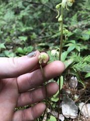 Pyrola chlorantha