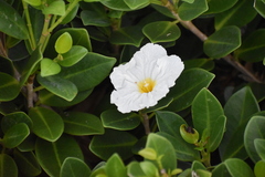 Magnoliopsida
