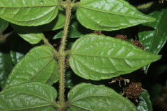 Calea bucaramangensis