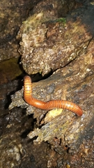 Pachyiulus hungaricus