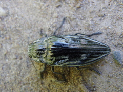 Chalcophora mariana