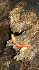 Pachyiulus hungaricus