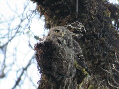 Glaucidium jardinii