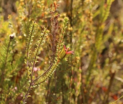 Diosma echinulata