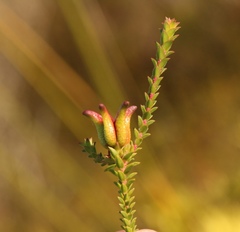 Diosma echinulata
