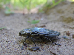 Chalcophora mariana