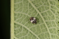 Anthrenus isabellinus