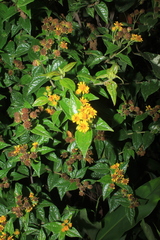 Calea bucaramangensis