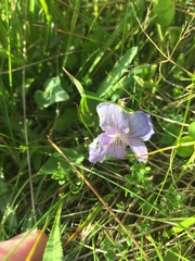 Viola canina