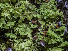 Trichocolea mollissima