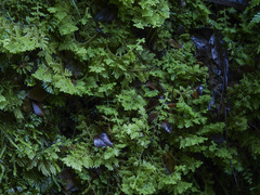 Trichocolea mollissima