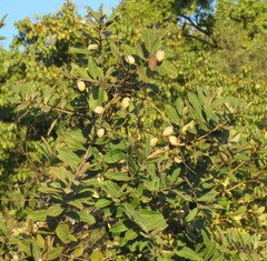 Qualea