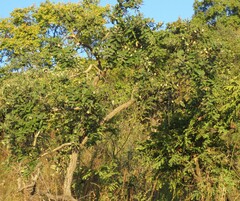 Qualea