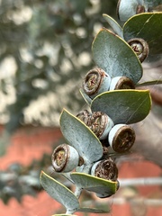 Eucalyptus pulverulenta
