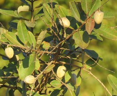 Qualea
