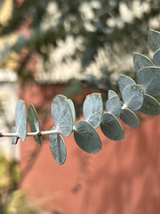 Eucalyptus pulverulenta