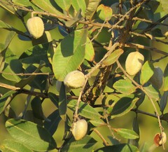 Qualea