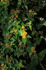 Calea bucaramangensis