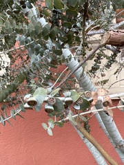 Eucalyptus pulverulenta