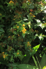 Calea bucaramangensis