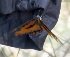 Byblia anvatara acheloia