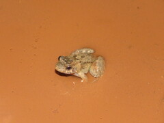 Leptodactylus leptodactyloides