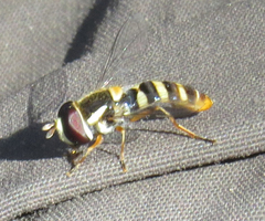 Ischiodon aegyptius