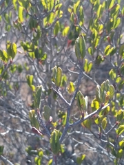 Cercocarpus betuloides betuloides