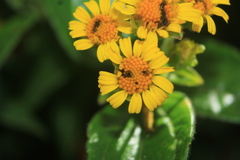 Calea bucaramangensis