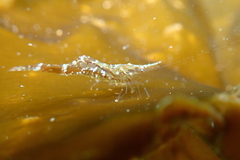 Heptacarpus kincaidi