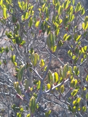 Cercocarpus betuloides betuloides