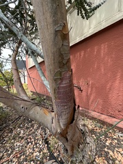 Eucalyptus pulverulenta