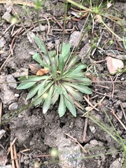 Androsace filiformis