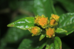 Calea bucaramangensis