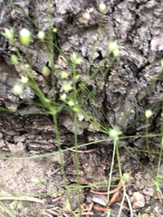 Androsace filiformis