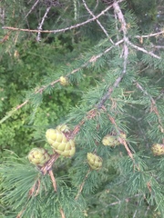 Larix sibirica