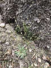 Androsace filiformis