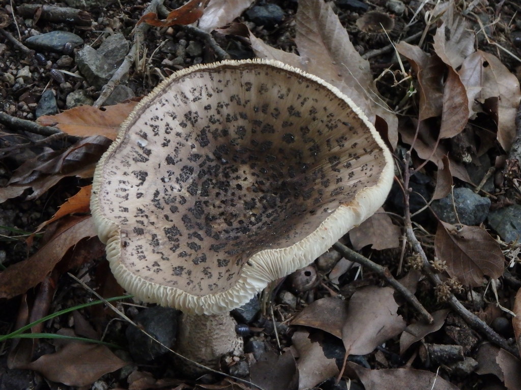 Amanita spissacea · July 2015 · photo: © harumkoh (iNaturalist, cc-by)