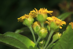 Calea bucaramangensis