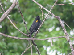 Icterus cayanensis cayanensis